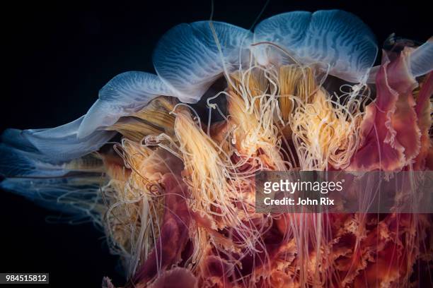 close up of a lions mane jellyfish. - lions mane jellyfish - fotografias e filmes do acervo