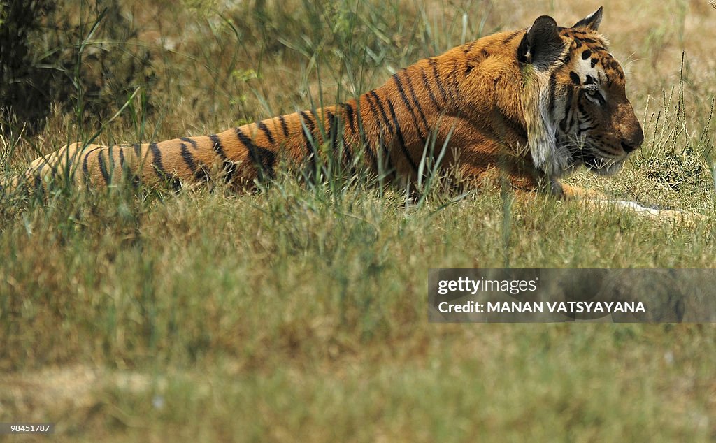 A tiger rests in its enclosure at the Zo