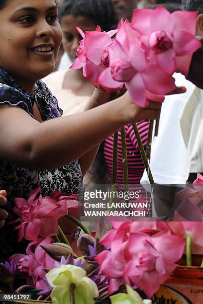 Sri Lankan Buddhist devotee picks up lotuses before entering a Buddhist Temple in celebration of the traditional Sinhala and Tamil New Year in...