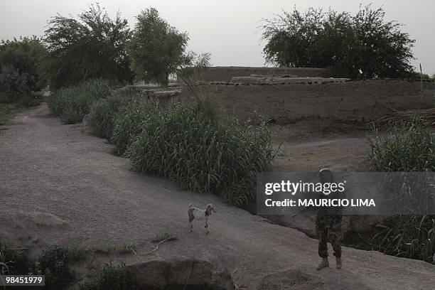Goat pauses in the path of an Afghan National Army soldier while patrolling with unseen US Marines from India Company, 3rd Battalion, 6th Marines,...