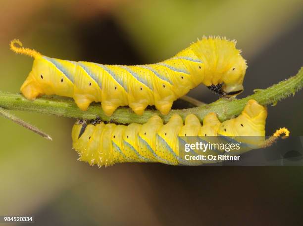 close up of two deaths-head hawk moths. - worm up close stock pictures, royalty-free photos & images
