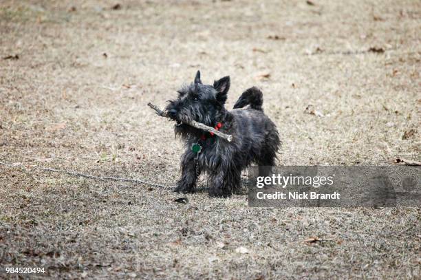 my stick - scottish terrier stock pictures, royalty-free photos & images