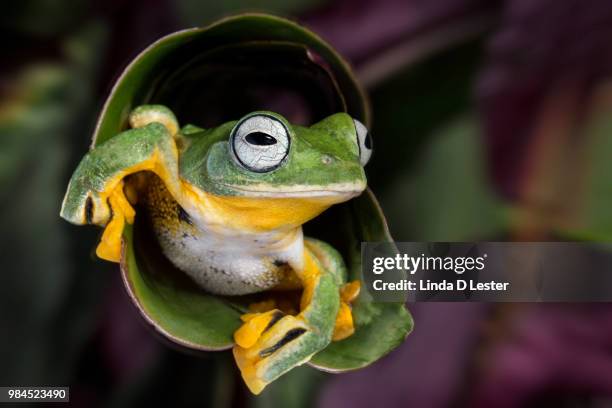 Tree Frog In Flight Flying Frog Photos and Premium High Res Pictures - Getty Images
