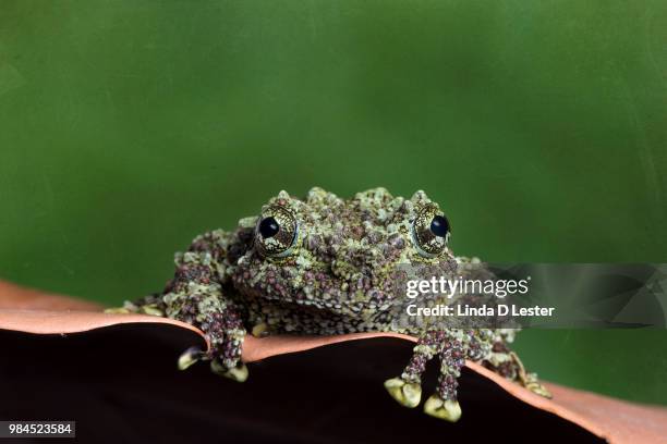 moss frog - insectivora stock pictures, royalty-free photos & images