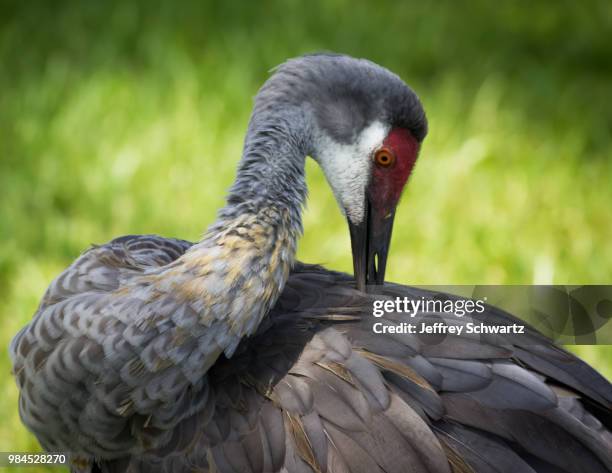 sandhill - grus rubicunda stock pictures, royalty-free photos & images