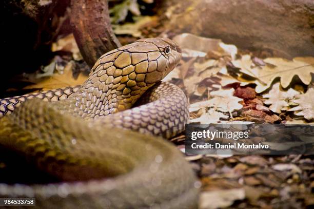 take a rest - king cobra stock pictures, royalty-free photos & images