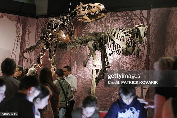 Skeletons of dinosaurs "Albertosaurus" are displayed on April 9, 2010 during the exhibition entitled "In the Shadow of the Dinosaurs" at the Natural...