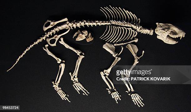 Skeleton of Alcidedorbignya and her foetus are displayed on April 9, 2010 during the exhibition entitled "In the Shadow of the Dinosaurs" at the...