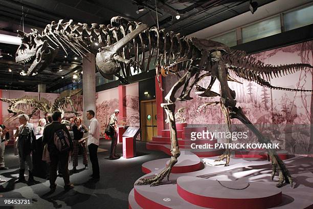 Skeletons of dinosaurs "Albertosaurus" are displayed on April 9, 2010 during the exhibition entitled "In the Shadow of the Dinosaurs" at the Natural...
