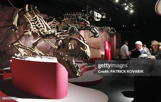 Skeletons of dinosaurs "Albertosaurus" are displayed on April 9, 2010 during the exhibition entitled "In the Shadow of the Dinosaurs" at the Natural...