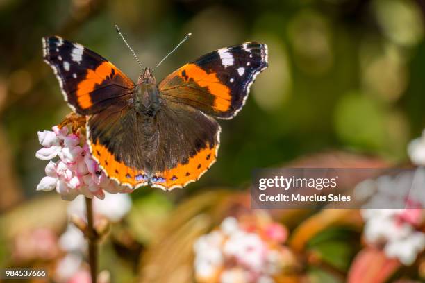orange butterfly - mariposa numerada fotografías e imágenes de stock
