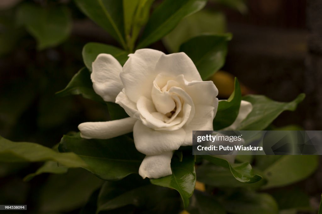 Jempiring/gardenia jasminoides