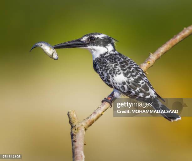 lunch time - pied kingfisher ceryle rudis stock pictures, royalty-free photos & images