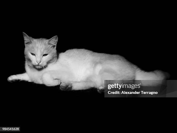 Key Withe 1,803 Withe& Stock Photos, High-Res Pictures, and Images - Getty Images