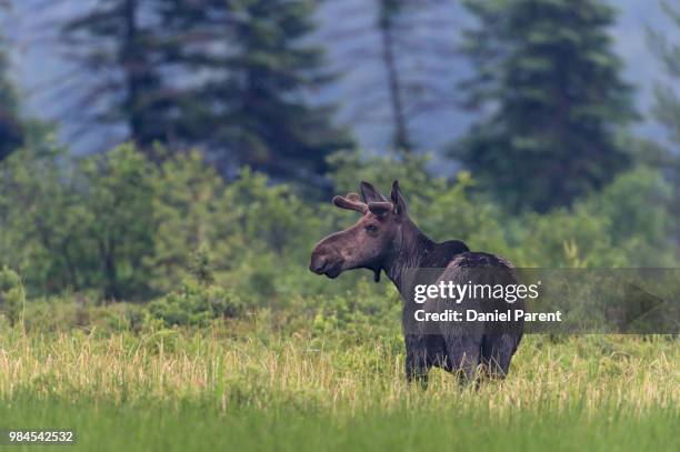seeking solitude... - daniel elk stock pictures, royalty-free photos & images