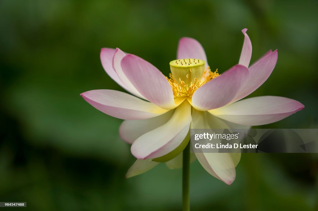 The Single Lotus
