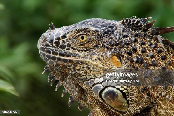 iguana costa rica - hol stock pictures, royalty-free photos & images