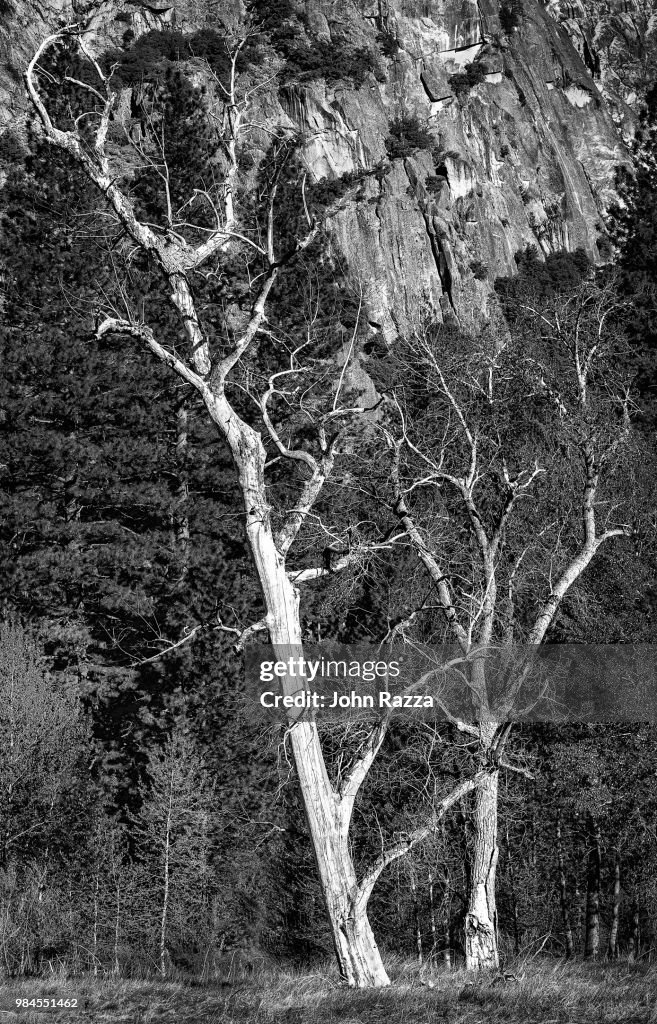Dead Oaks
