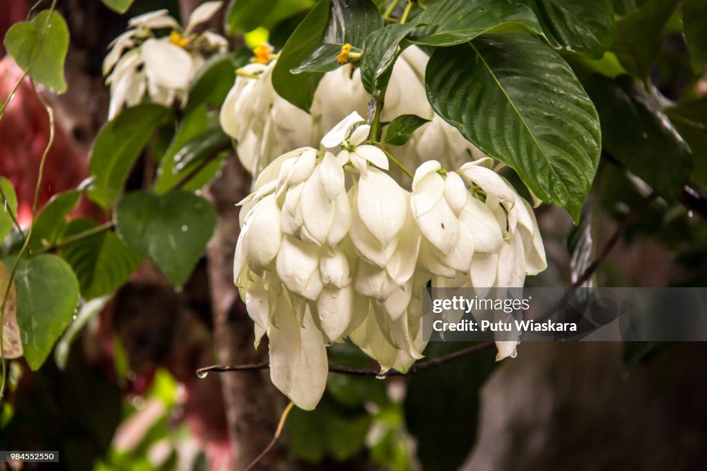 White nusa indah/moussaenda philipica