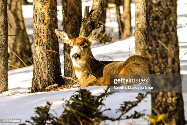 Blue Spring Buck 2,562 Spring Buck Stock Photos, High-Res Pictures, and Images - Getty ...