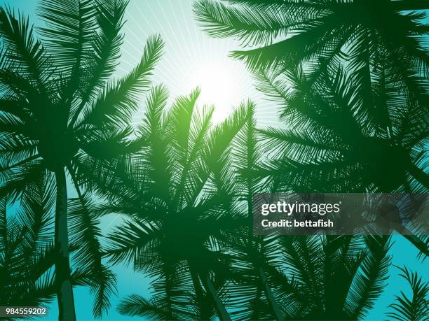 dark dreen palm trees - australian rainforest stock illustrations