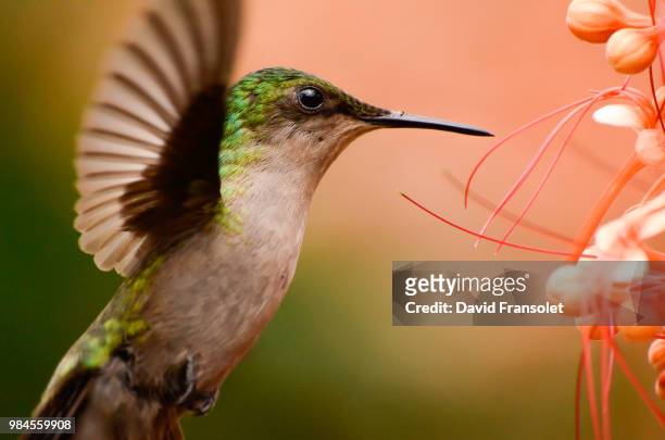 flying close-up - guadeloupe stock pictures, royalty-free photos & images