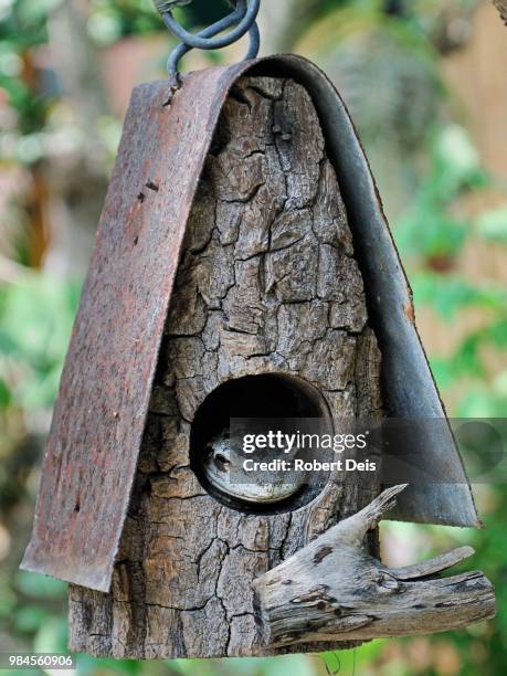 cuban tree frog in bird house - deis bildbanksfoton och bilder