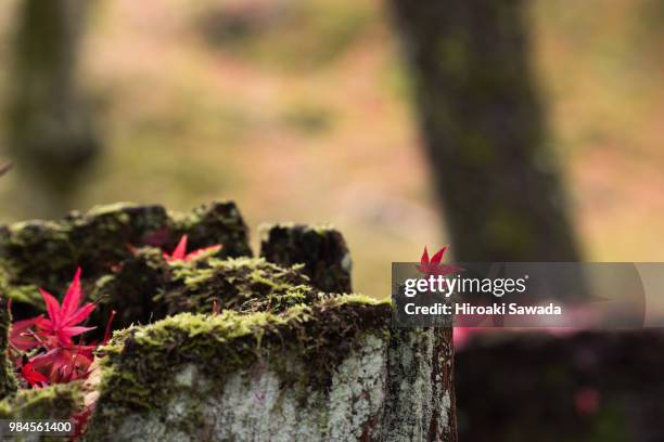 Less Fall Down 271 Dont Fall Down Stock Photos, High-Res Pictures, and Images - Getty ...