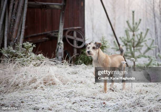 dolores of spain meets winter - dolores wood stock pictures, royalty-free photos & images