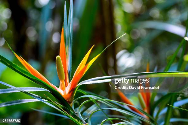 spiny flower - guadeloupe stockfoto's en -beelden