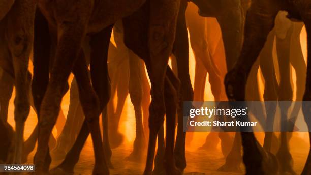 a herd of camels at a trading fair in pushkar, india. - achterpoot stockfoto's en -beelden