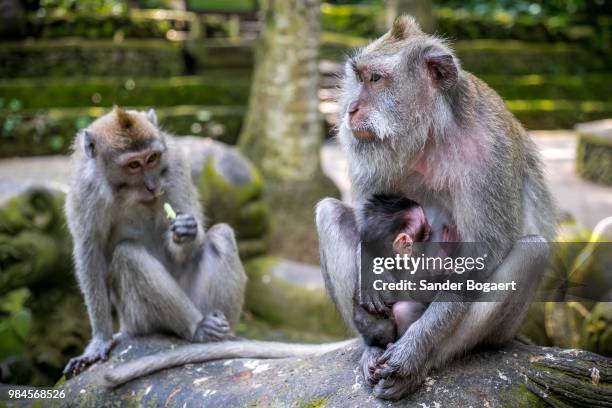 monkeys - sander de wilde stockfoto's en -beelden