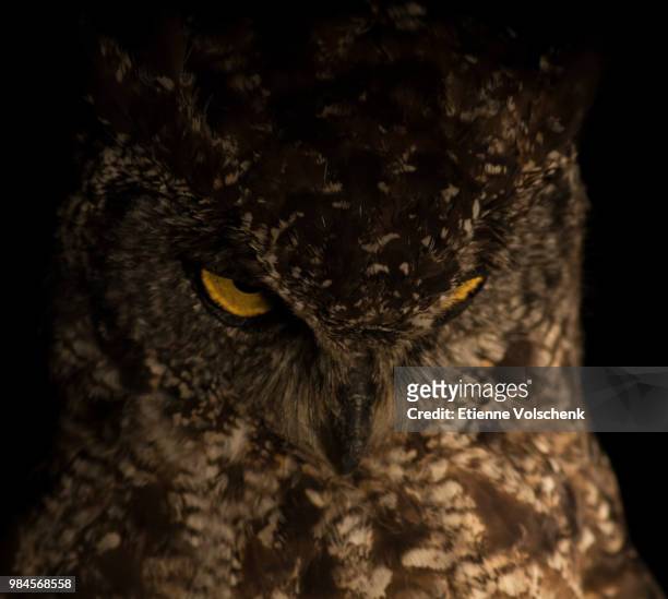 spotted eagle owl - spotted eagle owl stock pictures, royalty-free photos & images