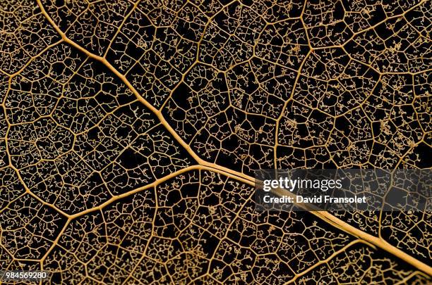 nature complexity - fractal stock pictures, royalty-free photos & images