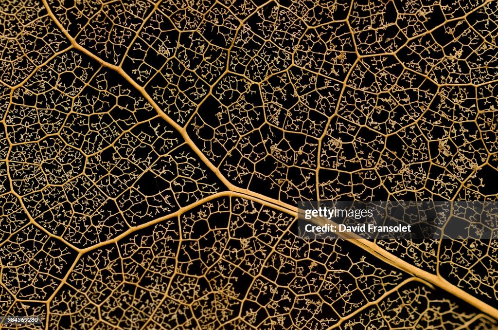 Nature Complexity