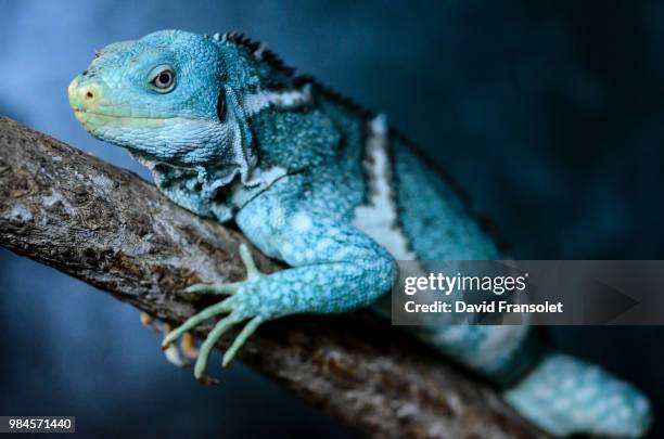 blue iguana - fiji crested iguana stockfoto's en -beelden
