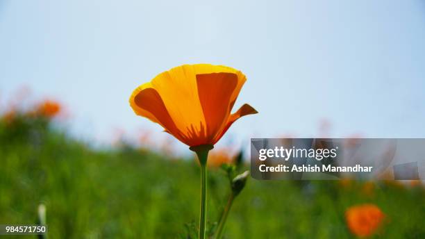 yellow flower2 - california poppies stock pictures, royalty-free photos & images