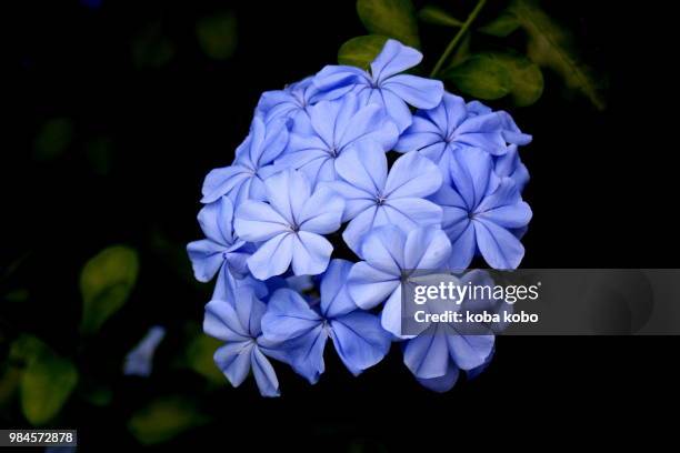 plumbago - plumbago stock pictures, royalty-free photos & images