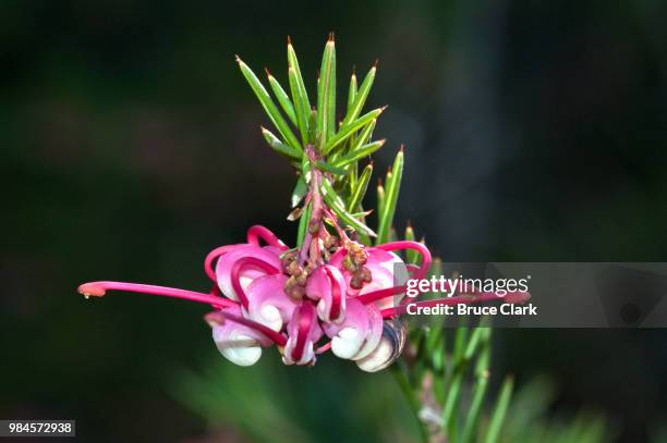 grevillea - grevillea stock-fotos und bilder