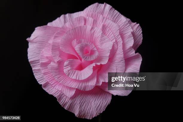 rose from paper - paeonia suffruticosa stock pictures, royalty-free photos & images