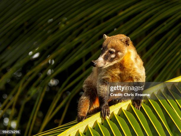 coati on a palm leaf - tree hyrax stock pictures, royalty-free photos & images