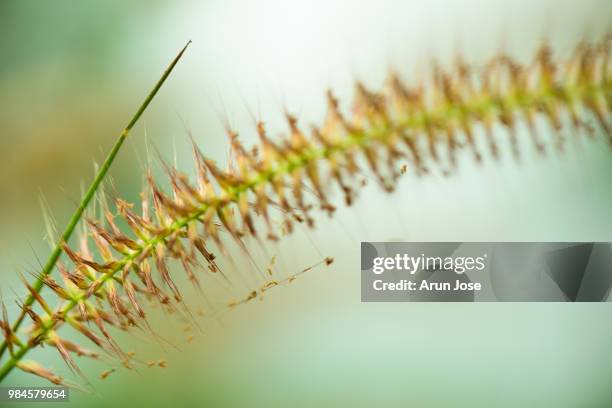 pomp - fountain grass stock pictures, royalty-free photos & images