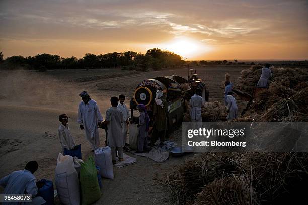 Wheat is threshed by farmers in the Chakwal district of Punjab Province, Pakistan, on Wednesday, April 14, 2010. Wheat will fall 8.6 percent to $4.38...