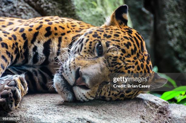 sleepy kitty - brian cassey stock pictures, royalty-free photos & images