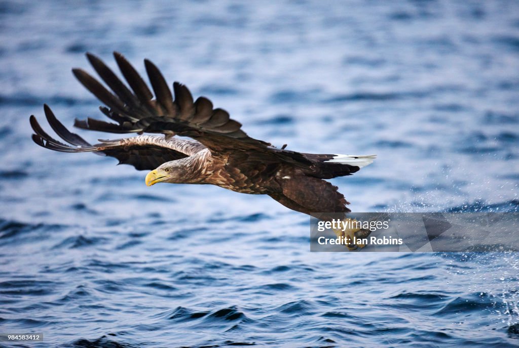 A flying white-tailed eagle.