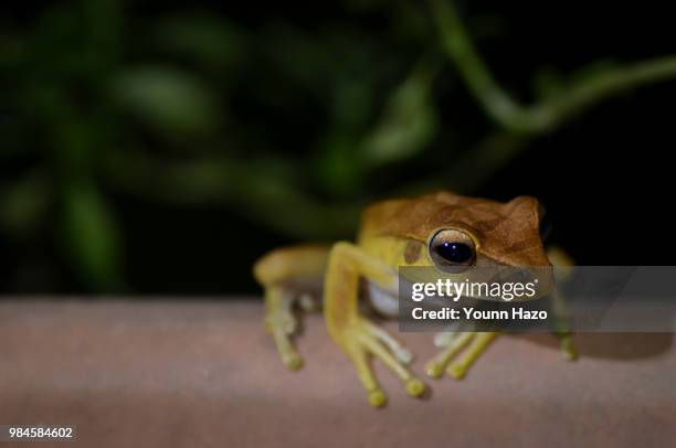 grenouille - grenouille stock pictures, royalty-free photos & images