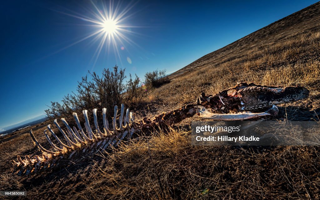 Bones of cow in field