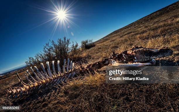 bones of cow in field - organismo vivo imagens e fotografias de stock