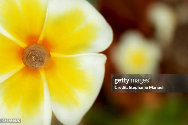 blossom shell - macro shell stock pictures, royalty-free photos & images
