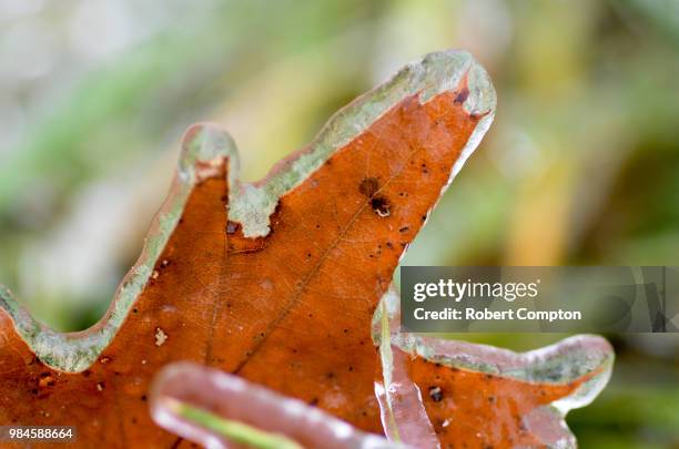 frozen foliage - forrest compton fotografías e imágenes de stock